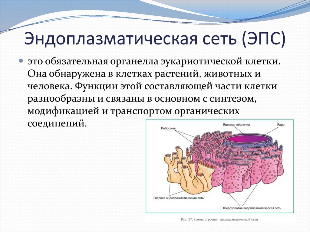 Эндоплазматическая сеть строение и функции. Эндоплазматический ретикулум органеллы. Строение эндоплазматической мембраны. ЭПС биология строение. Гладкая мембрана ЭПС.