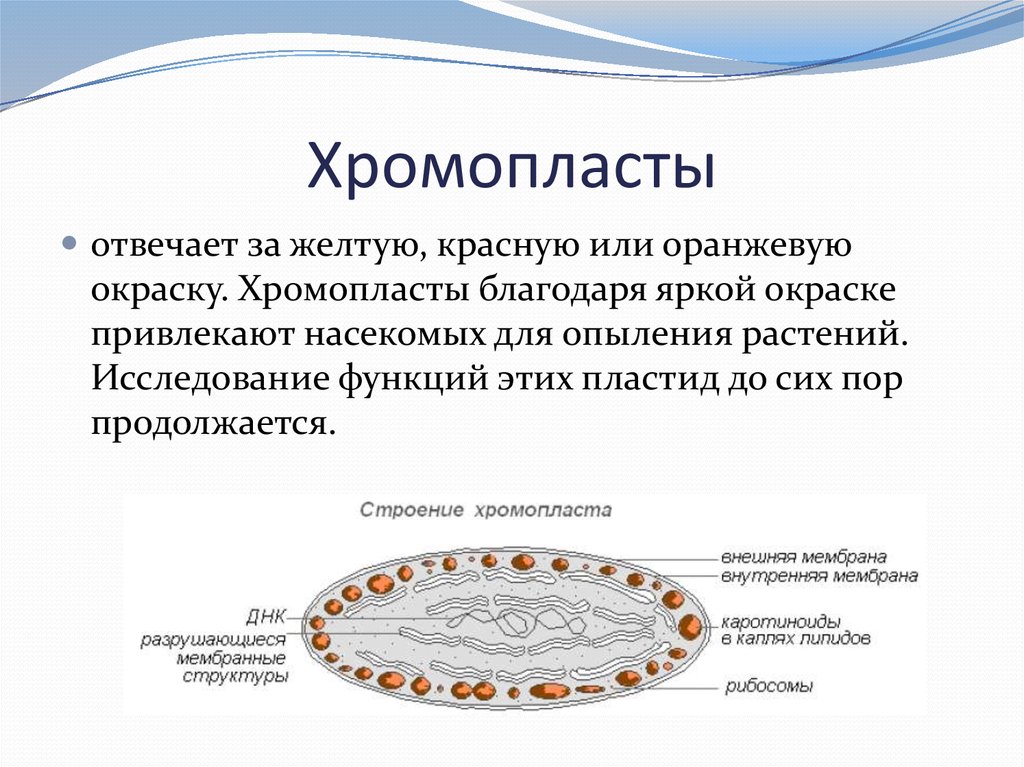 Отвечающий за окраску. Хромопласты строение и функции. Хромопласты строение. Строение хромопластов в клетке. Хромопласты функции 6 класс биология.