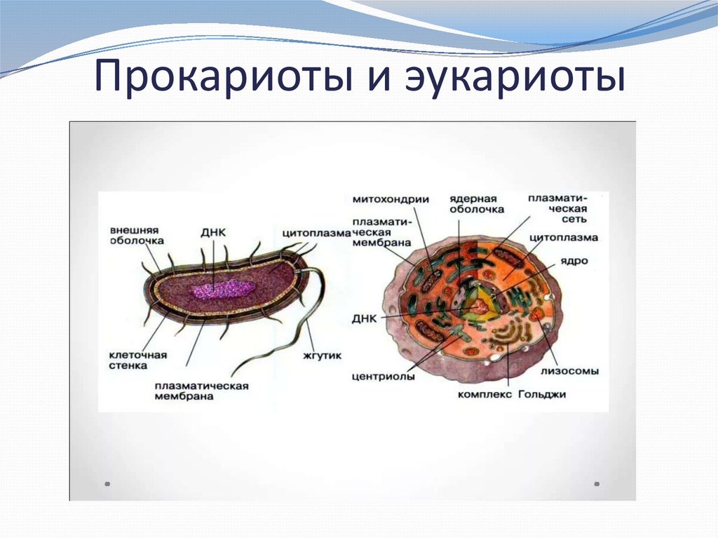 Клетка прокариот. Строение прокариотической клетки и эукариотической клетки. Строение прокариот и эукариот. Строение прокариотической и эукариотической клеток. Клетки прокариот и эукариот.