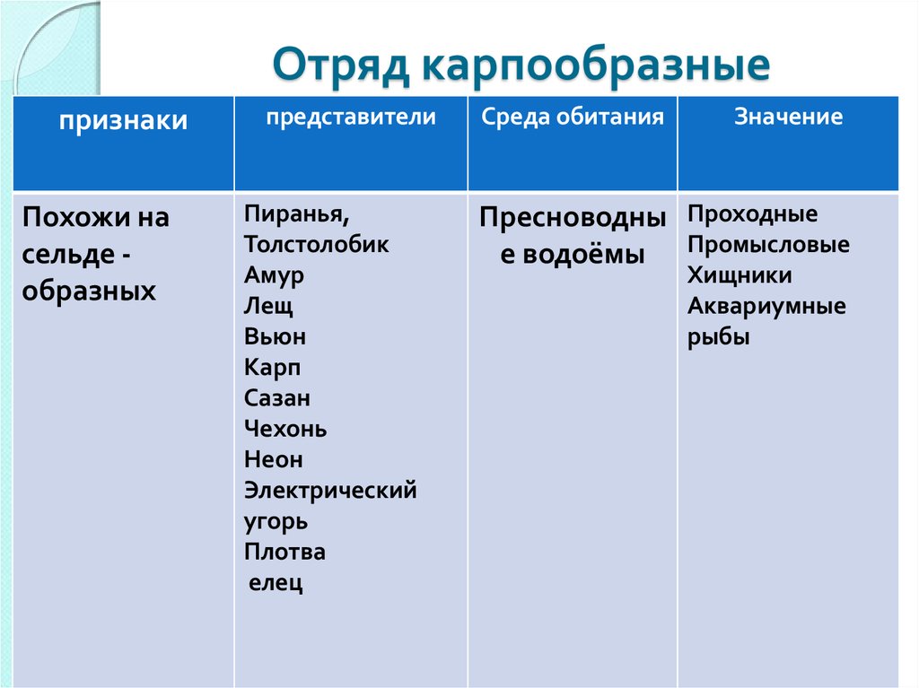 Представители отряда. Отряд Карпообразные признаки отряда. Характерные признаки карпообразных рыб. Признаки отряда Карпообразные. Систематика отряда карпообразных.