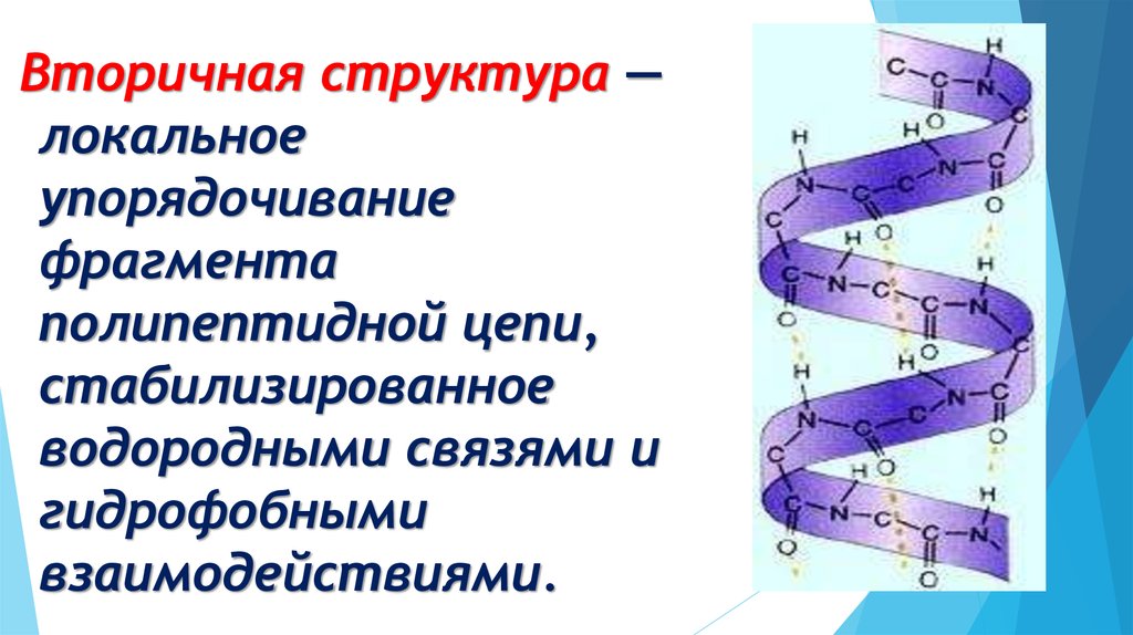 Структура полипептидной цепи. Вторичная структура полипептидной цепи. Строение полипептидной цепи. Вторичная структура фрагмента полипептидной связи. Удлинение полипептидной цепи.