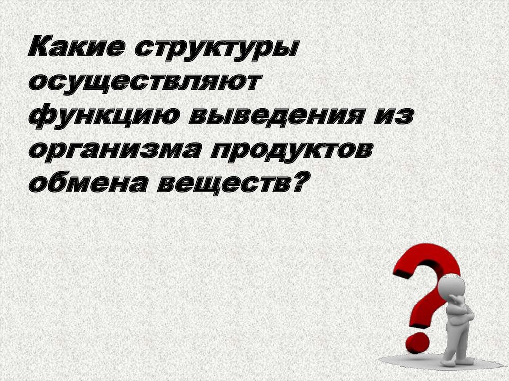 Какие структуры осуществляют функцию выведения из организма продуктов обмена веществ?