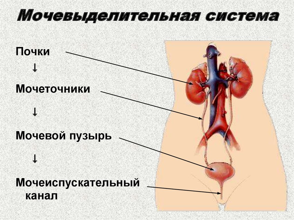 Мочевыделительная система