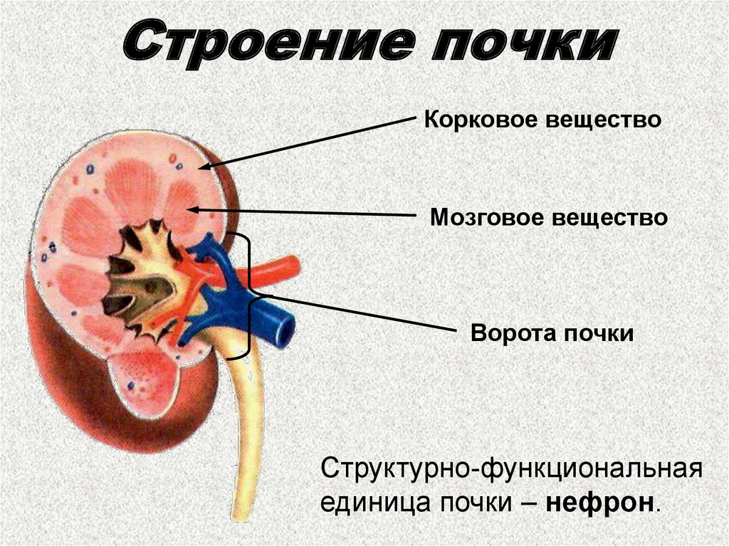 Анатомия почек презентация