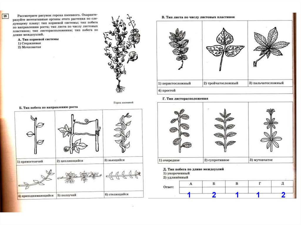 Тесты огэ растения. Растения ОГЭ биология. Цветок ОГЭ биология. Растения для ОГЭ по биологии. Отделы растений ОГЭ биология.