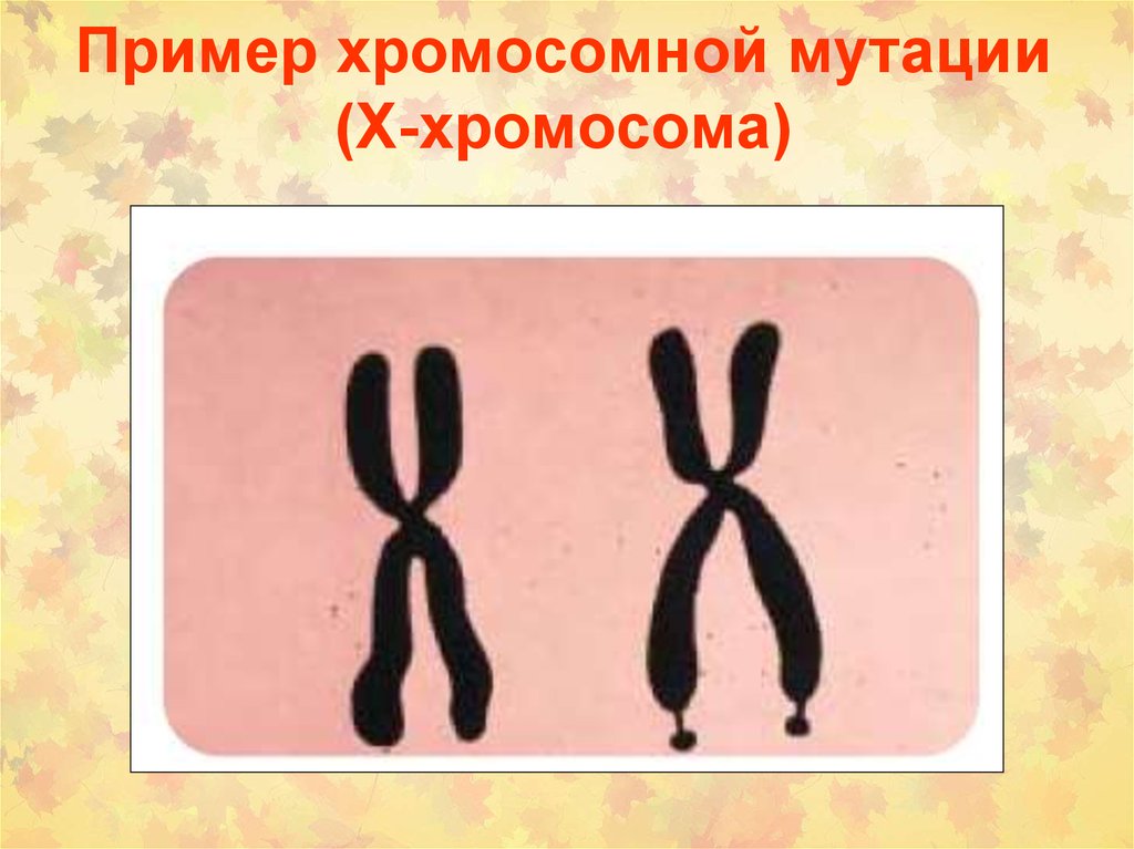 Удвоение участка хромосомы какая мутация. Хромосомные мутации. Хромосомные мутации примеры. Хромосомные мутациипоимеры. Межхоромосная мутация примеры.