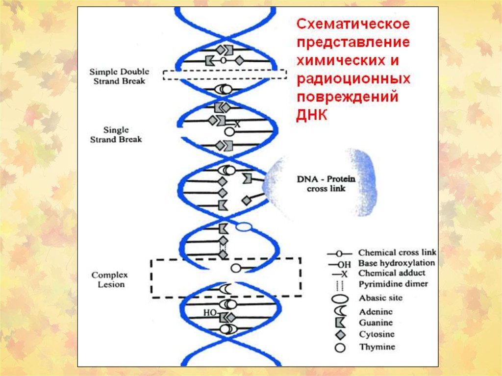 Химический канцерогенез презентация