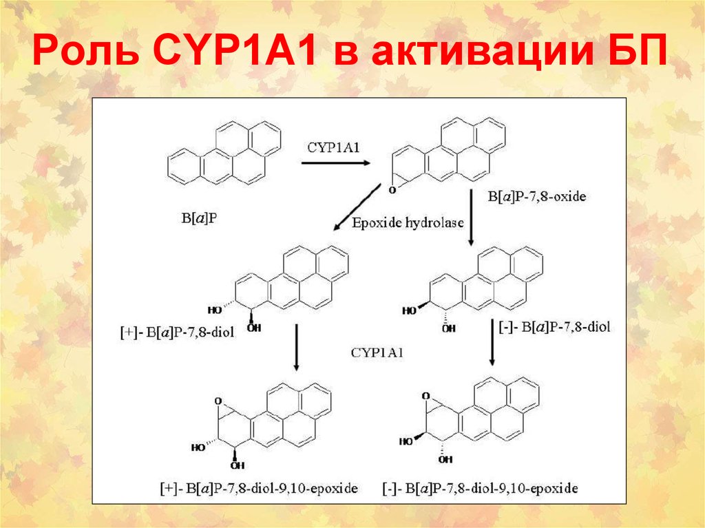 Химический канцерогенез презентация