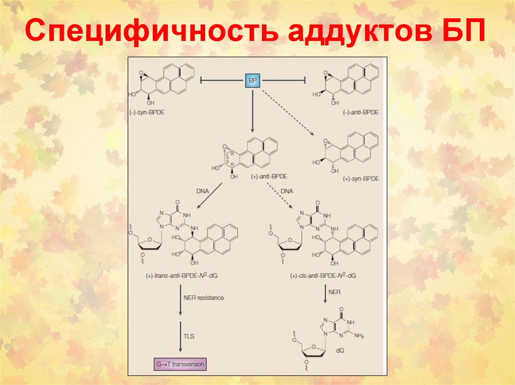 Химический канцерогенез презентация