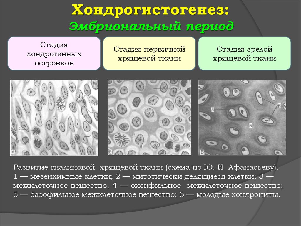 Суставный хрящ какая ткань. Эмбриональный хондрогистогенез. Клетки гиалиновой хрящевой ткани. Источником развития гиалиновой хрящевой ткани является. Этапы развития хрящевой ткани.