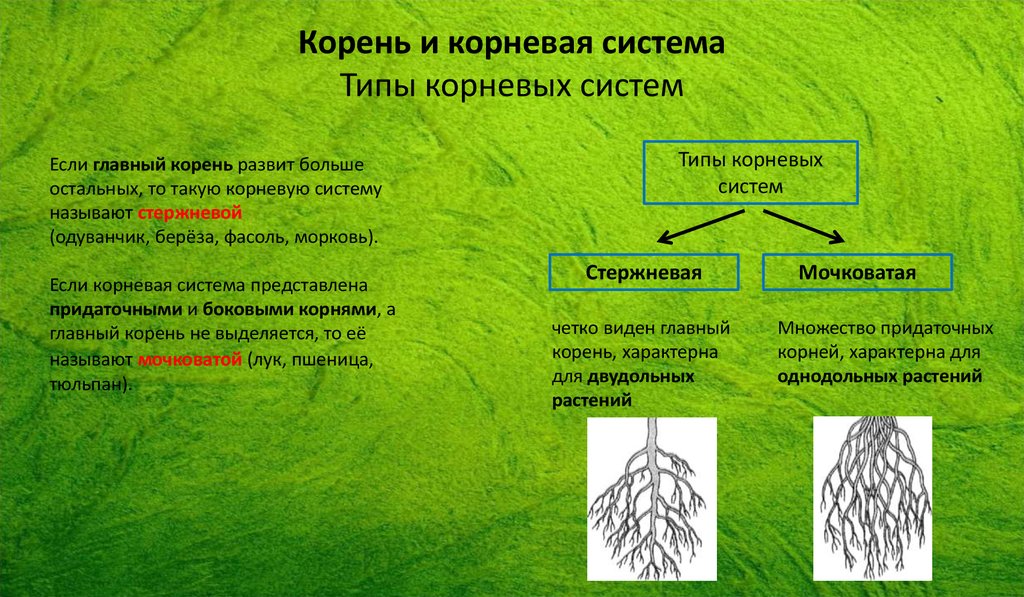 Корневая система леса