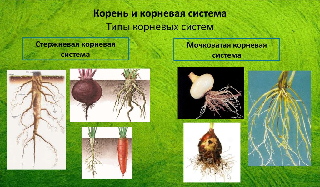 У каких растений есть корень. Что такое стержневая система и мочковатая система. Стержневая или мочковатая корневая система. Стержневой и мочковатый корень.