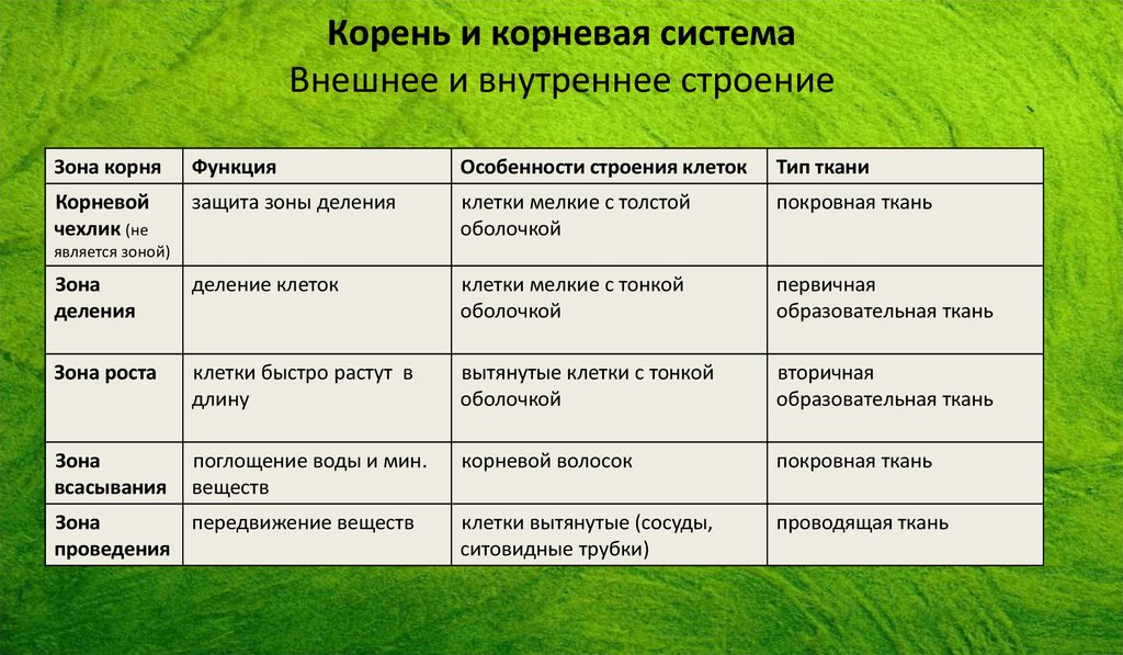 Кольцевая корневая система вишни