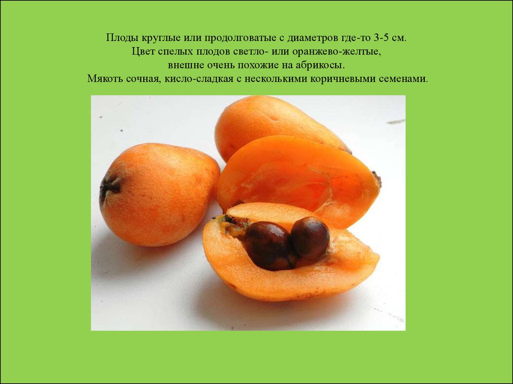 Оранжевый фрукт похожий. Фрукт оранжевый с косточками мушмула. Оранжевые плоды похожие на абрикос. Желтый плод с крупной косточкой. Фрукт с тремя косточками.