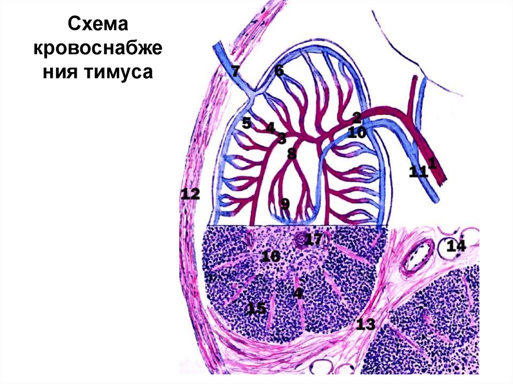 Тимус источник развития общий план строения функция