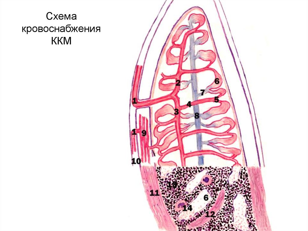 Схема жкт корнилова