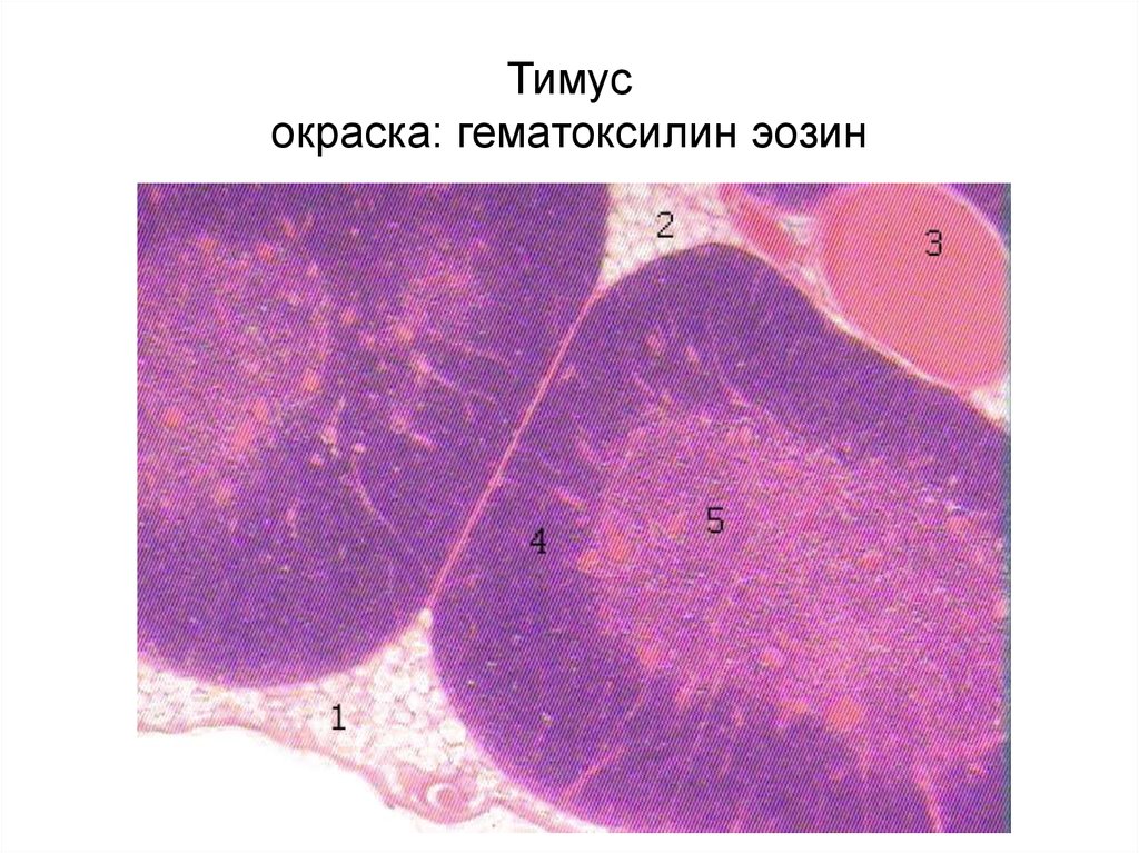 Рисунок тимуса гистология