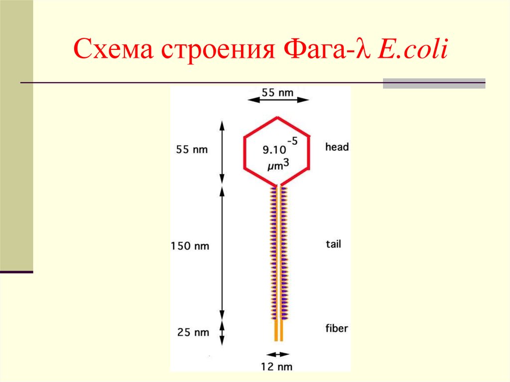 Ранние гены фага лямбда