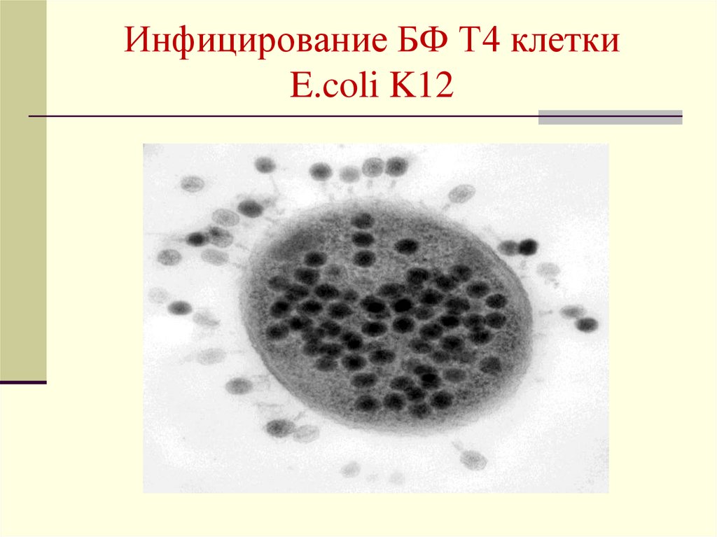 Е клетки. Фаги e. coli т2. Т4 клетки это. Инфицирование фагом. Инфицирование клетки кишечной палочки бактериофагами т4.