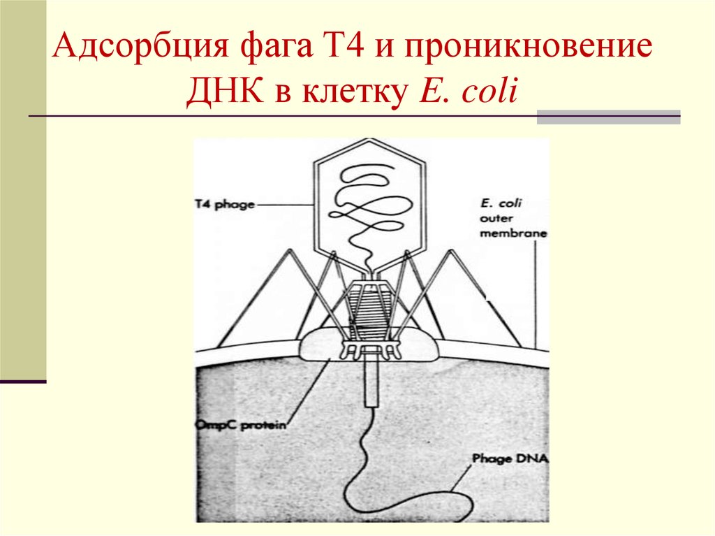 Фаги ваги картинки