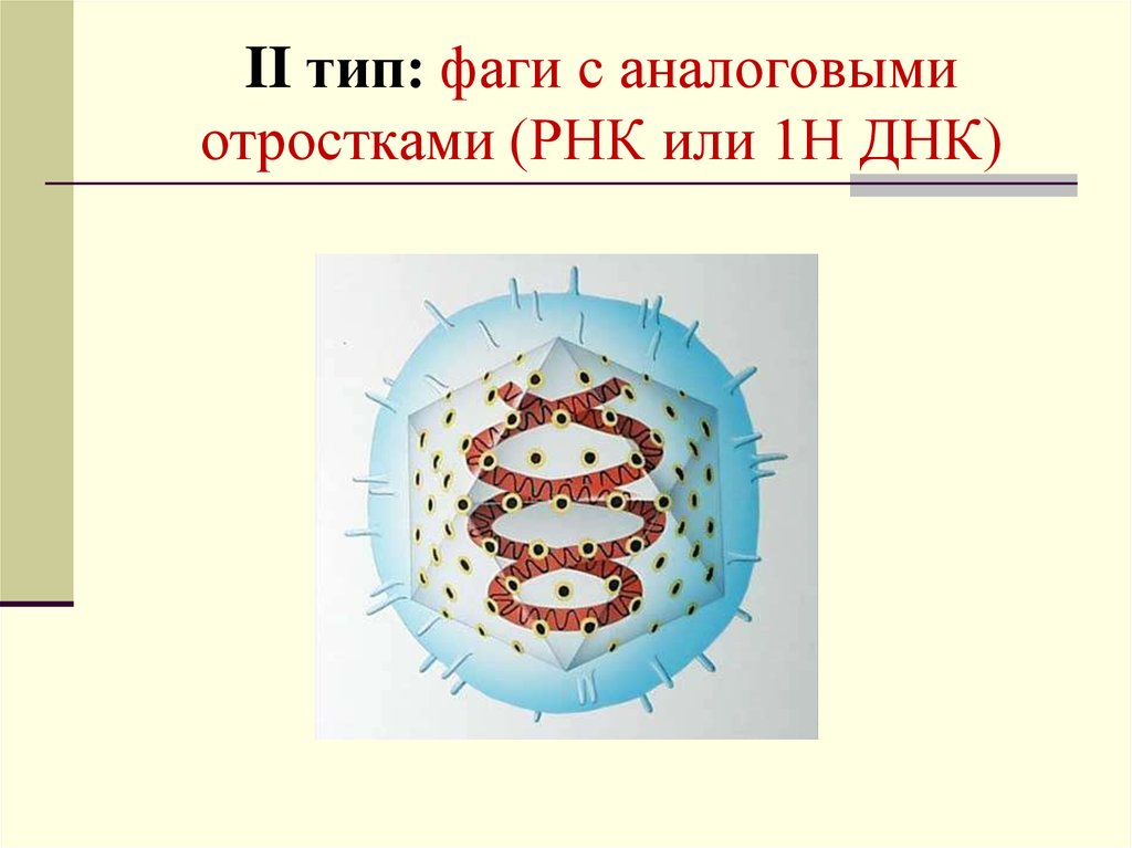 Бактериофаг ДНК или РНК. 1 Тип бактериофагов отросток. Бактериофаг ДНК или РНК вирус. РНК бактериофаги.