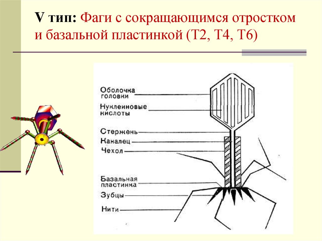 Бактериофаги т