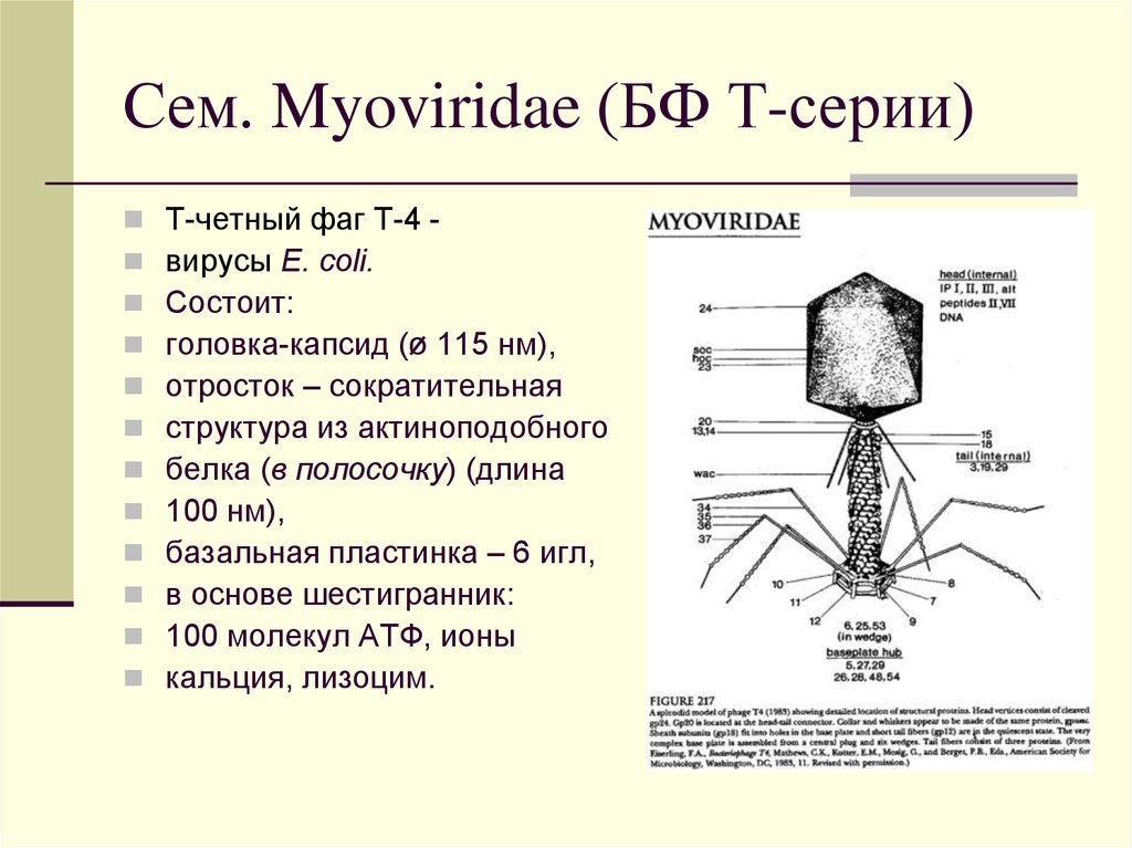 Сем. Myoviridae (БФ Т-серии)