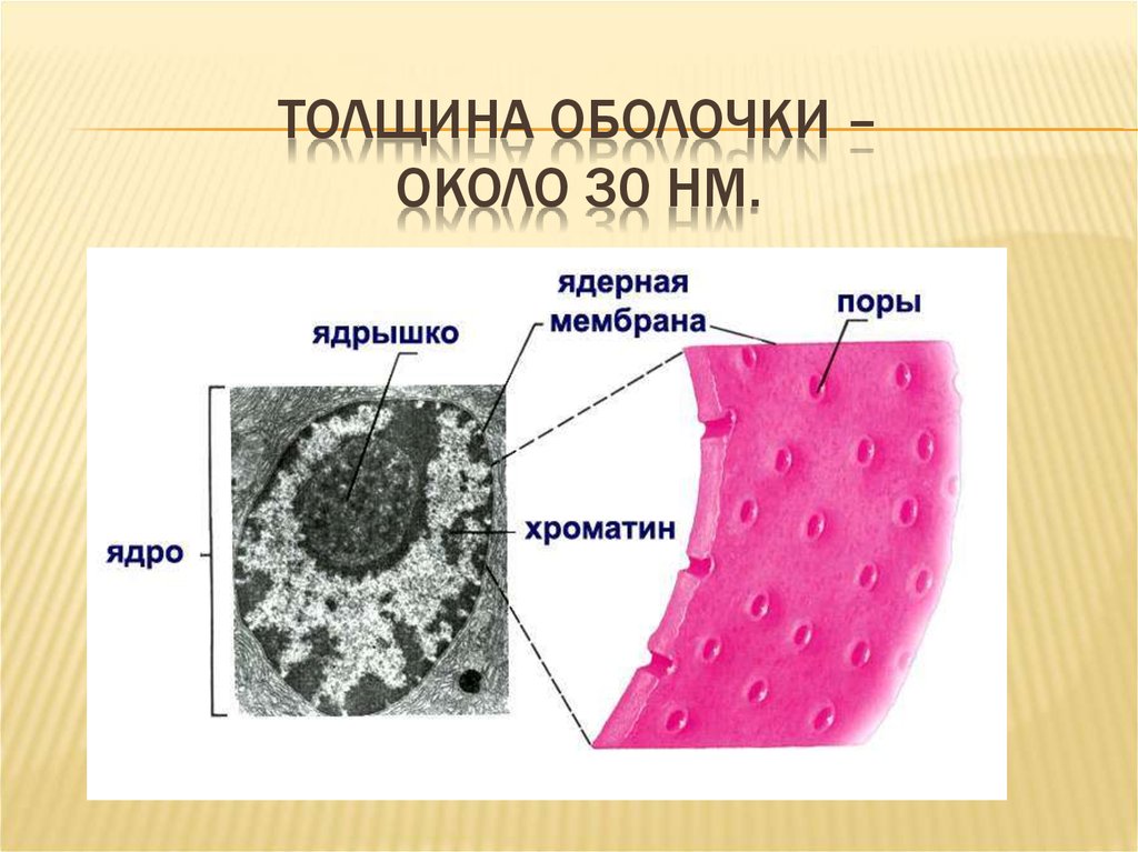 Толщина оболочки. Ядро биология 10 класс. Ядерная мембрана толщина. Наследственный аппарат клетки ядро.