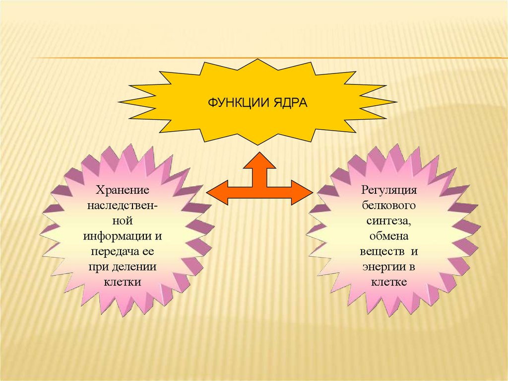 Функции ядра. Роль ядра в передаче наследственной информации. Роль ядра в наследственности. Роль ядра в хранении генетической информации. Ядро функции хранение.