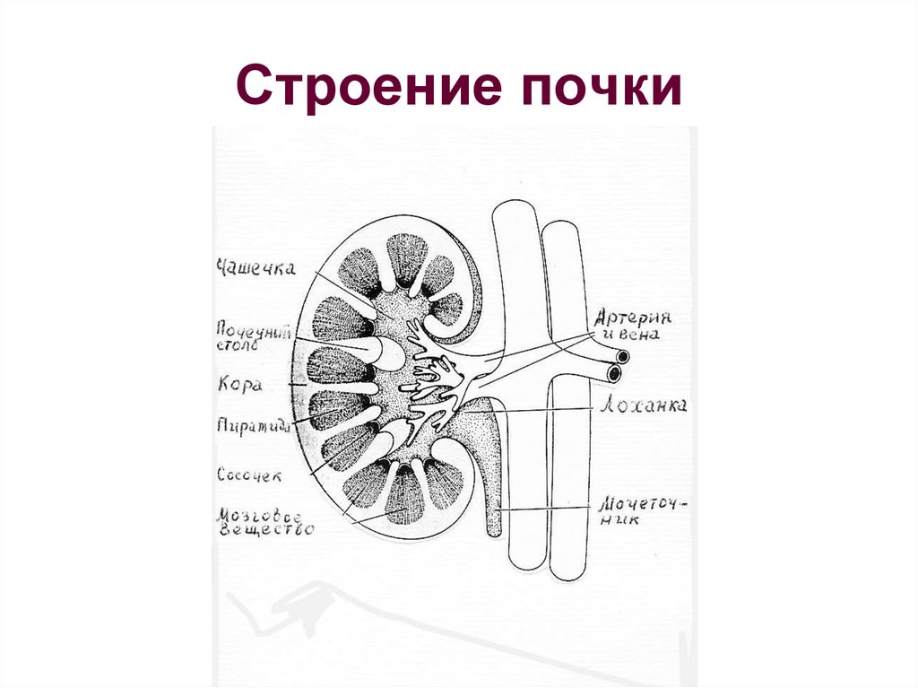 Строение почки человека анатомия рисунок с подписями анатомия