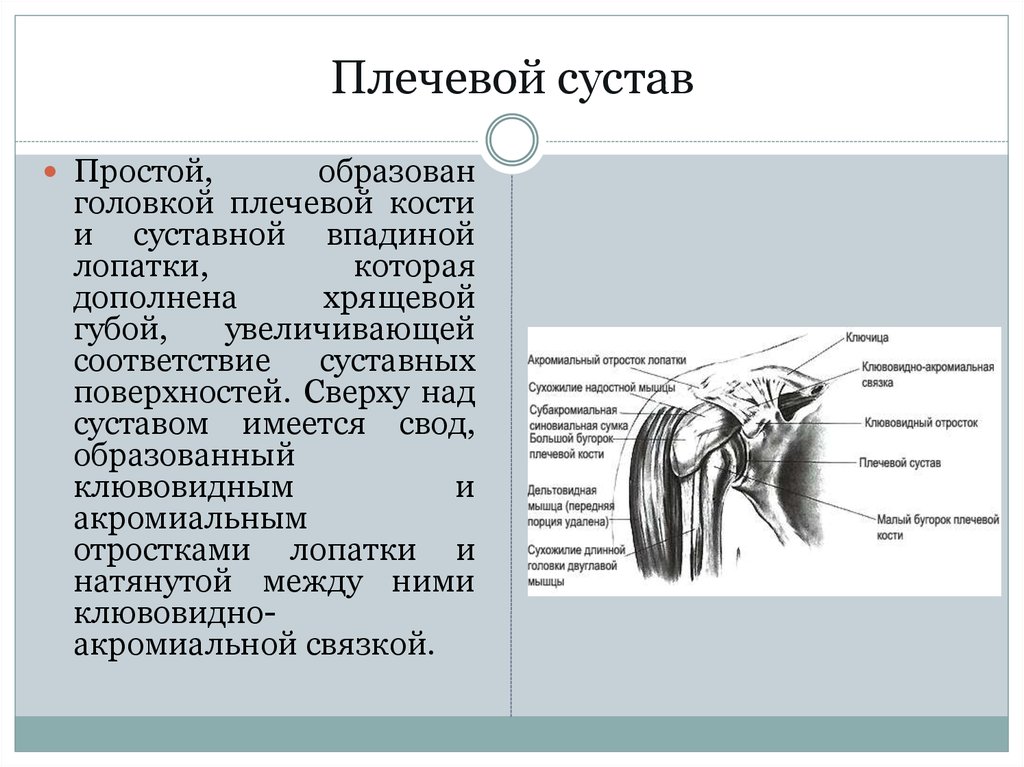 Как устроен плечевой сустав человека схема