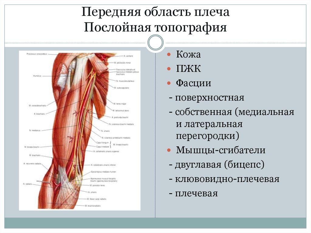 Плечо и предплечье фото