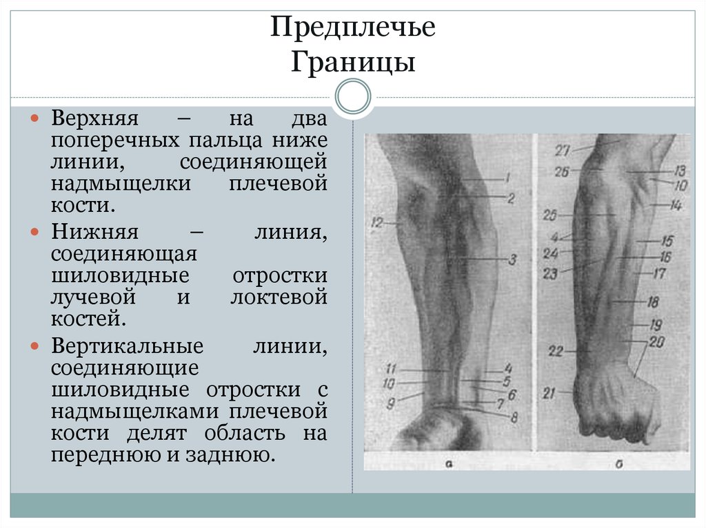 Трети предплечья. Внешние ориентиры верхней конечности. Границы предплечья. Границы предплечья топографическая анатомия. Область предплечья нижняя треть.