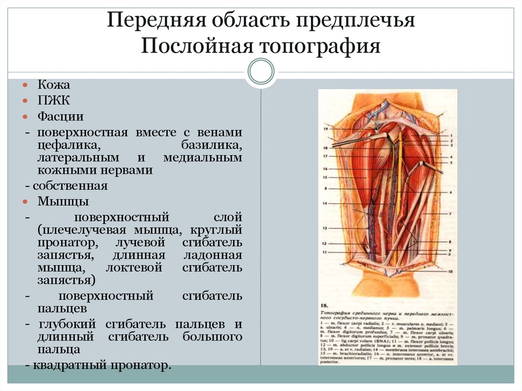 Область топографическая анатомия. Топография передней области предплечья. Топографическая анатомия верхней конечности кратко. Послойная топография передней и задней области предплечья.. Топография плеча послойное строение.