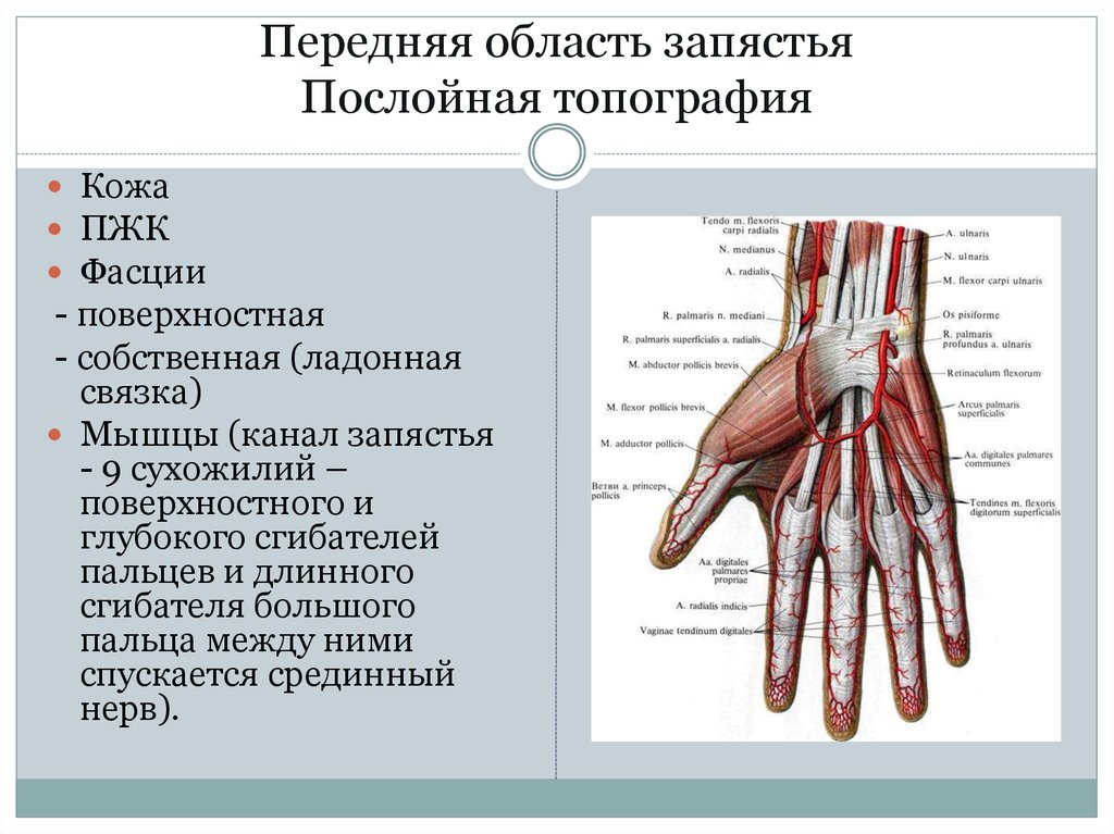 Поверхность запястья. Верхняя конечность топографическая анатомия фасции. Топография лучезапястного сустава топографическая анатомия. Послойная топография передней области запястья. Каналы лучезапястного сустава топографическая анатомия.