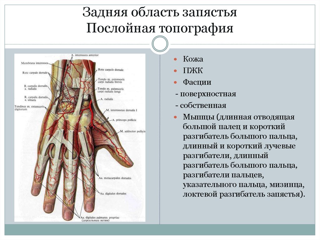 Поверхность запястья. Верхняя конечность топографическая анатомия фасции. Топографическая анатомия кисти и пальцев. Лучезапястный сустав анатомия. Лучезапястный сустав топографическая анатомия.