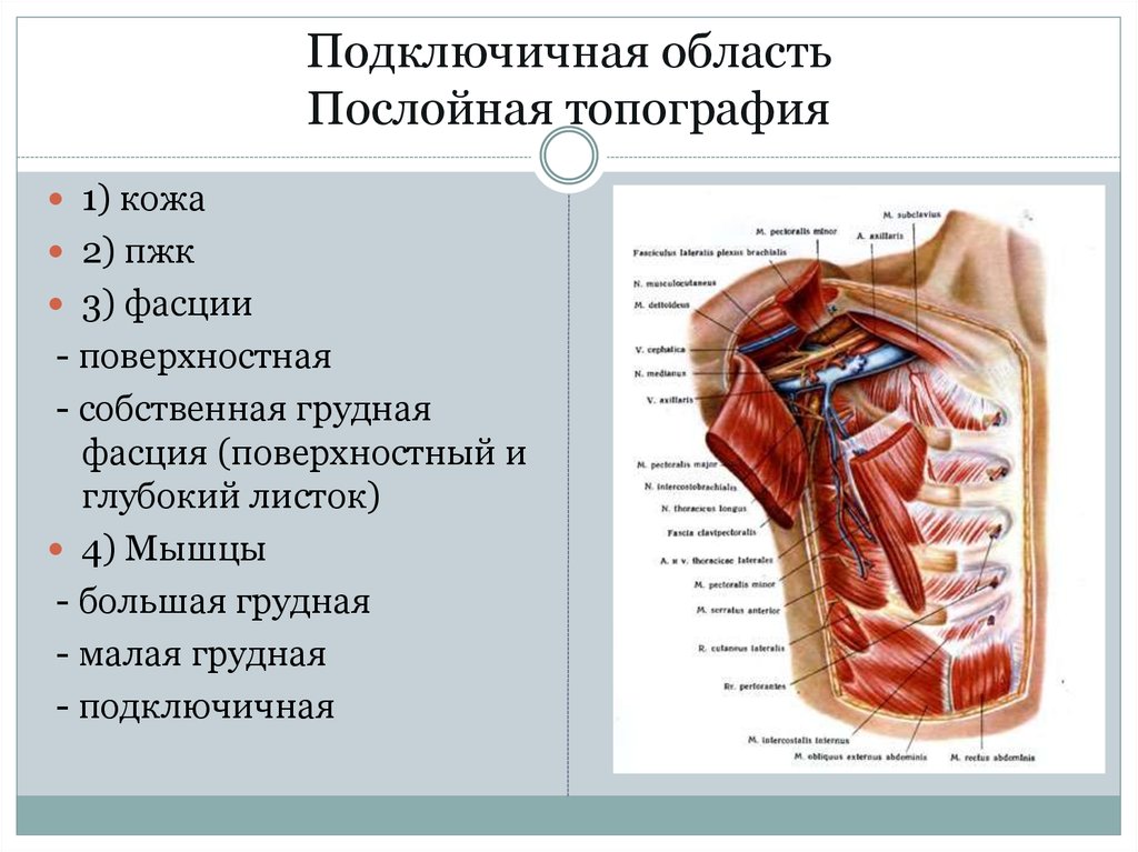 Подключичная область фото