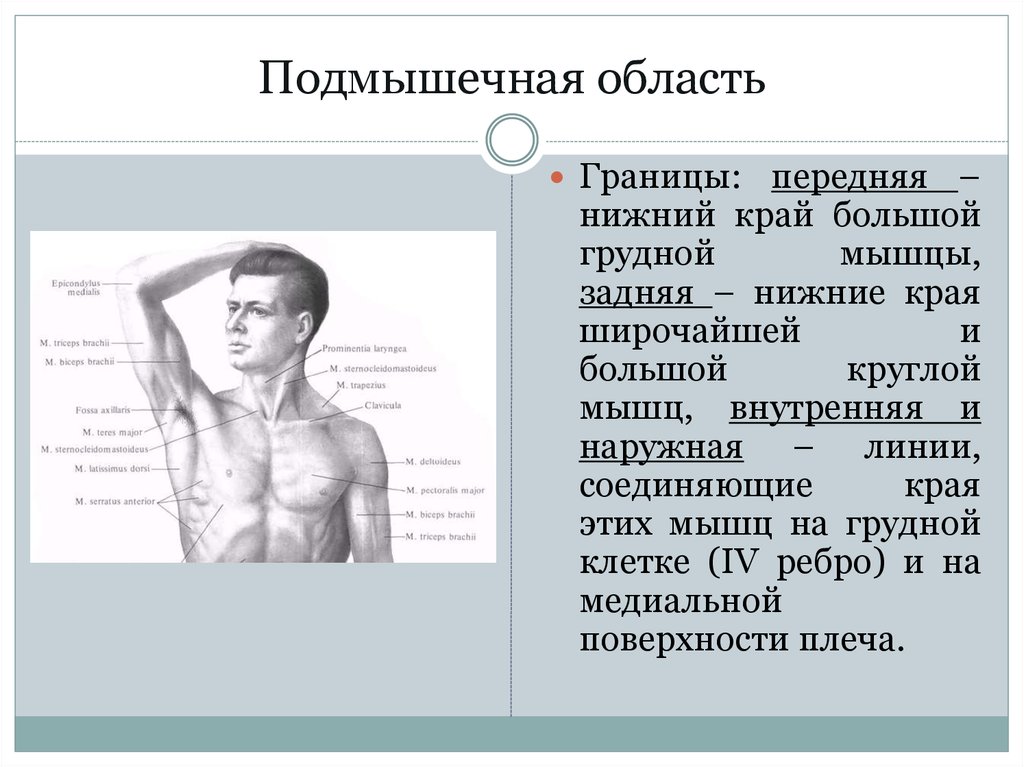 Передне нижний край. Подмышечная область. Границы подмышечной области. Подмышечная области гриницы. Топография подмышечной области.