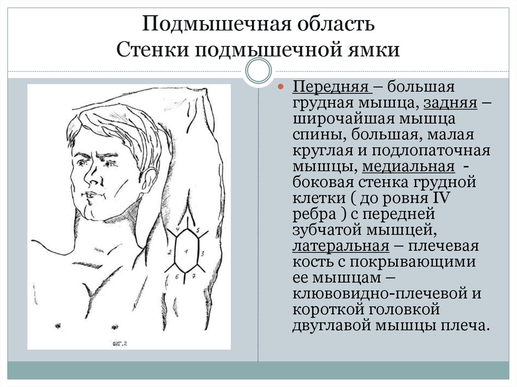 Подмышечная впадина. Стенки подмышечной впадины. Подмышечная ямка топография стенки. Стенки подмышечной ямки топографическая анатомия. Чем ограничена подмышечная ямка сзади.