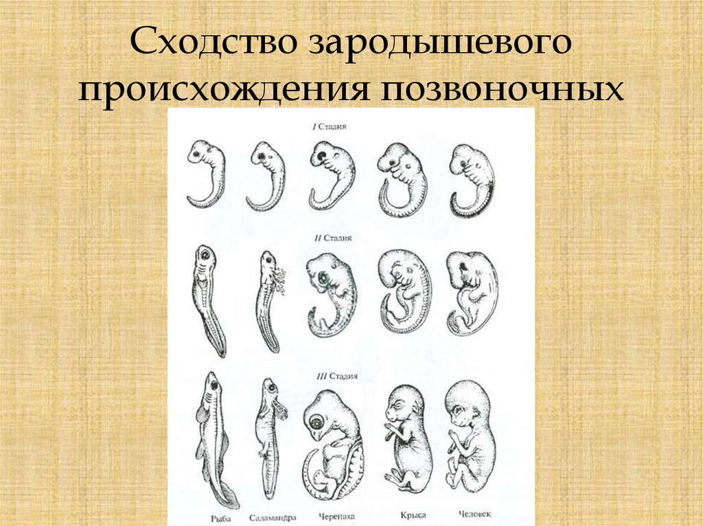 Сходство развития. Сходства зародышей человека и других позвоночных. Сходство зародышей позвоночных животных. Сходство зародышей на ранних стадиях развития. Сходство стадий эмбрионального развития позвоночных.