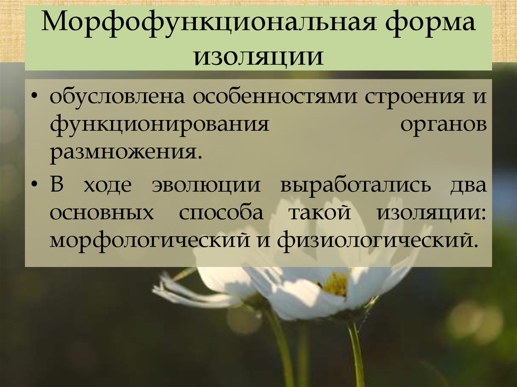 Репродуктивная изоляция приводит к. Морфологическая изоляция. Морфофункциональная изоляция. Морфологическая изоляция это в биологии. Морфофункциональная изоляция это в биологии.