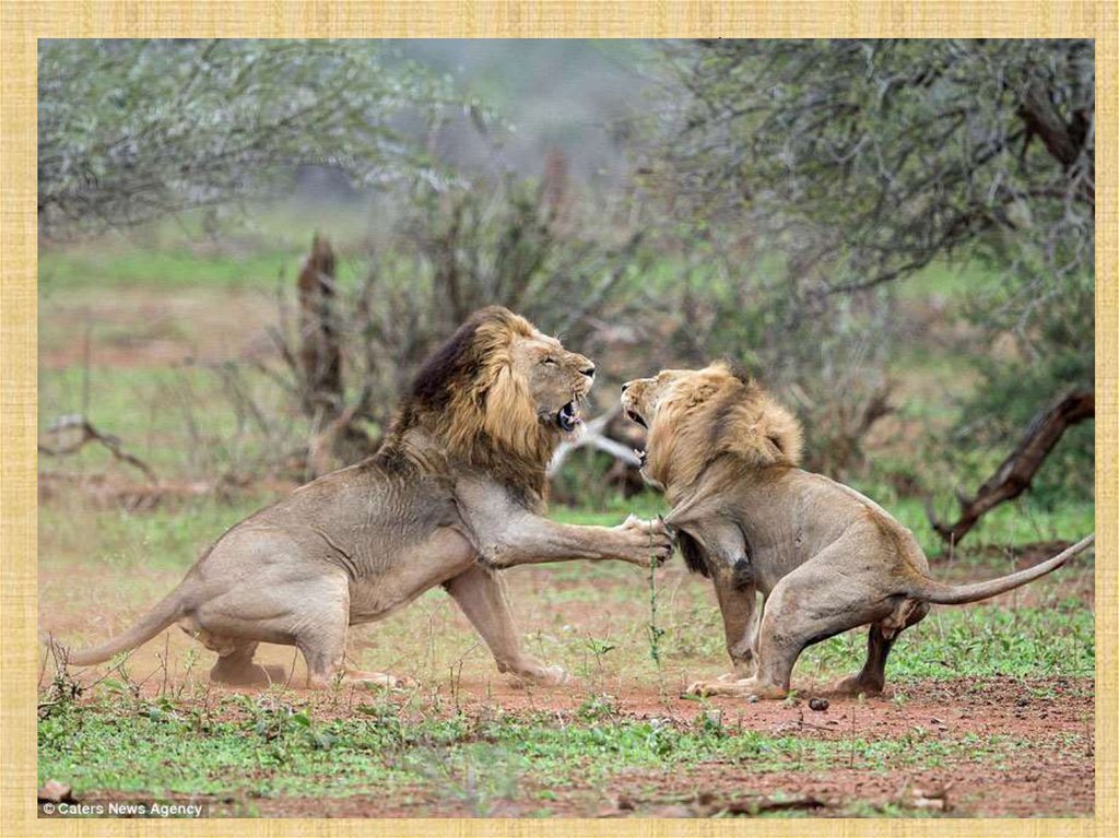 Схватки со львом. Половое поведение животных. Львы спариваются. Львы в дикой природе. Бои животных в дикой природе.