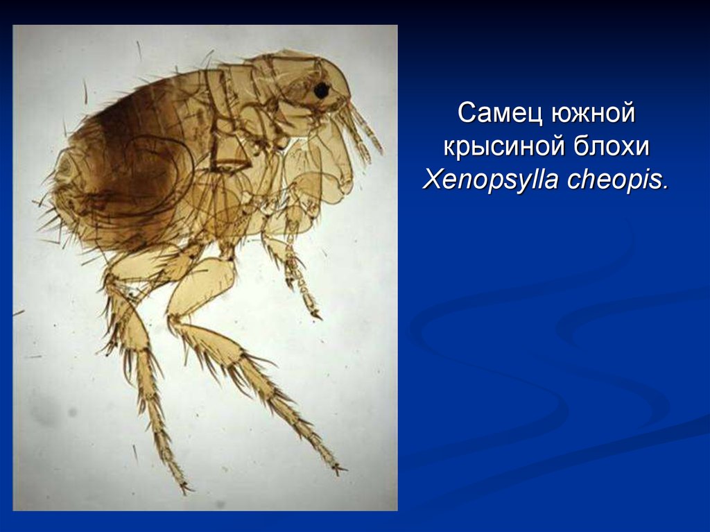 Человеческая блоха самец и самка рисунок