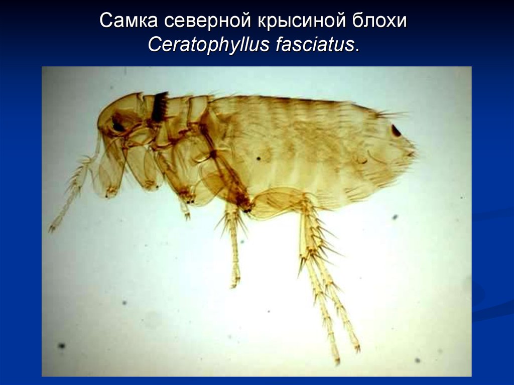Блоха чума. Крысиная блоха Xenopsylla cheopis. Ceratophyllus fasciatus. Личинки крысиной блохи.