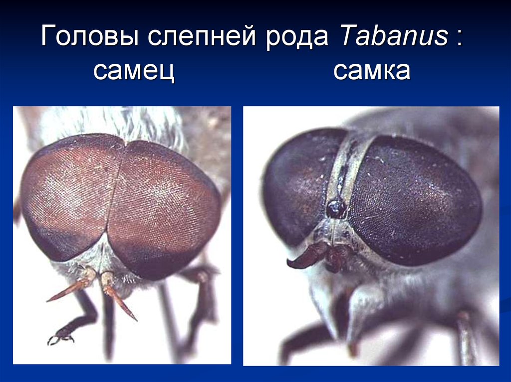 Мужских особей. Самка слепня. Слепень самец. Слепни строение. Слепень самка и самец.