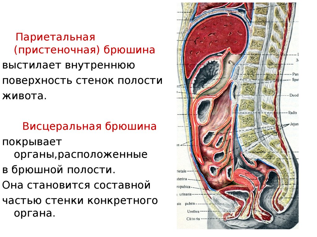 Какие железы расположены в брюшной полости. Слои брюшины анатомия. Брюшина задней брюшной стенки. Топография брюшины анатомия. Париетальный листок брюшины.