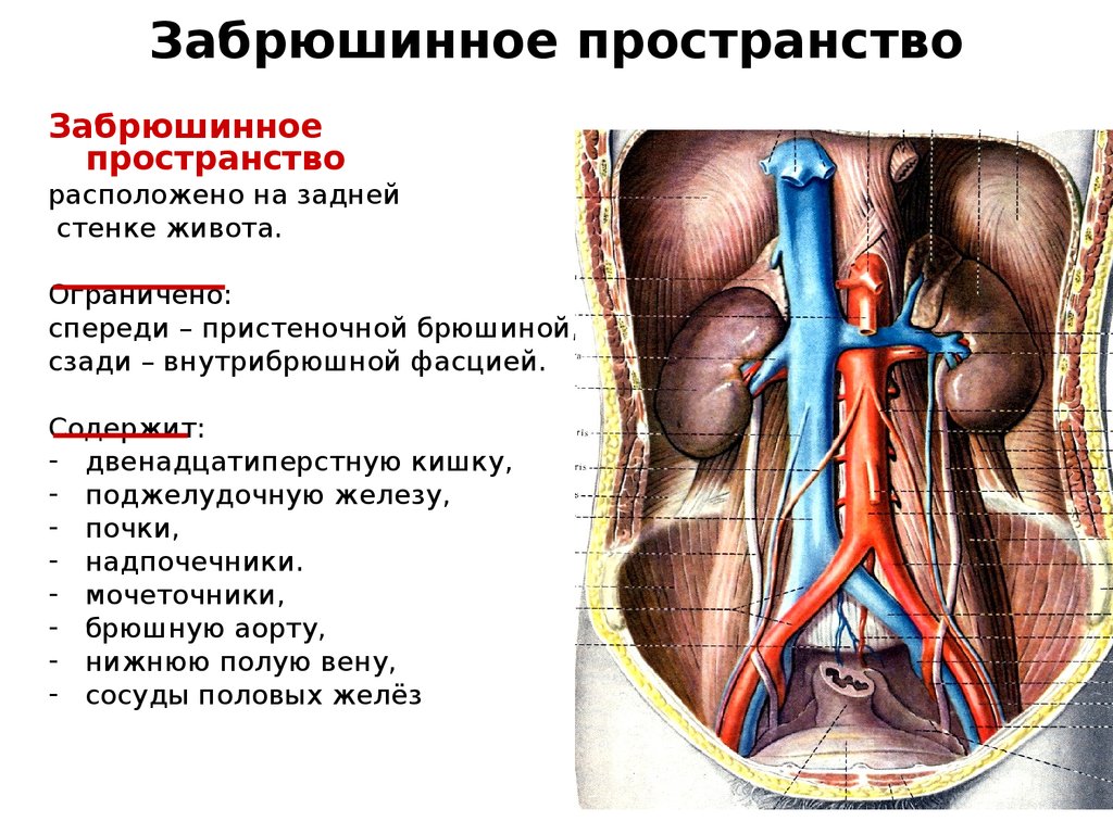 Какие органы расположены в нижней полости. Родовая травма органов брюшной полости и забрюшинного пространства. Забрюшинное пространство вид сбоку. Вены брюшной полости и забрюшинного пространства. Забрюшинное пространство УЗИ.