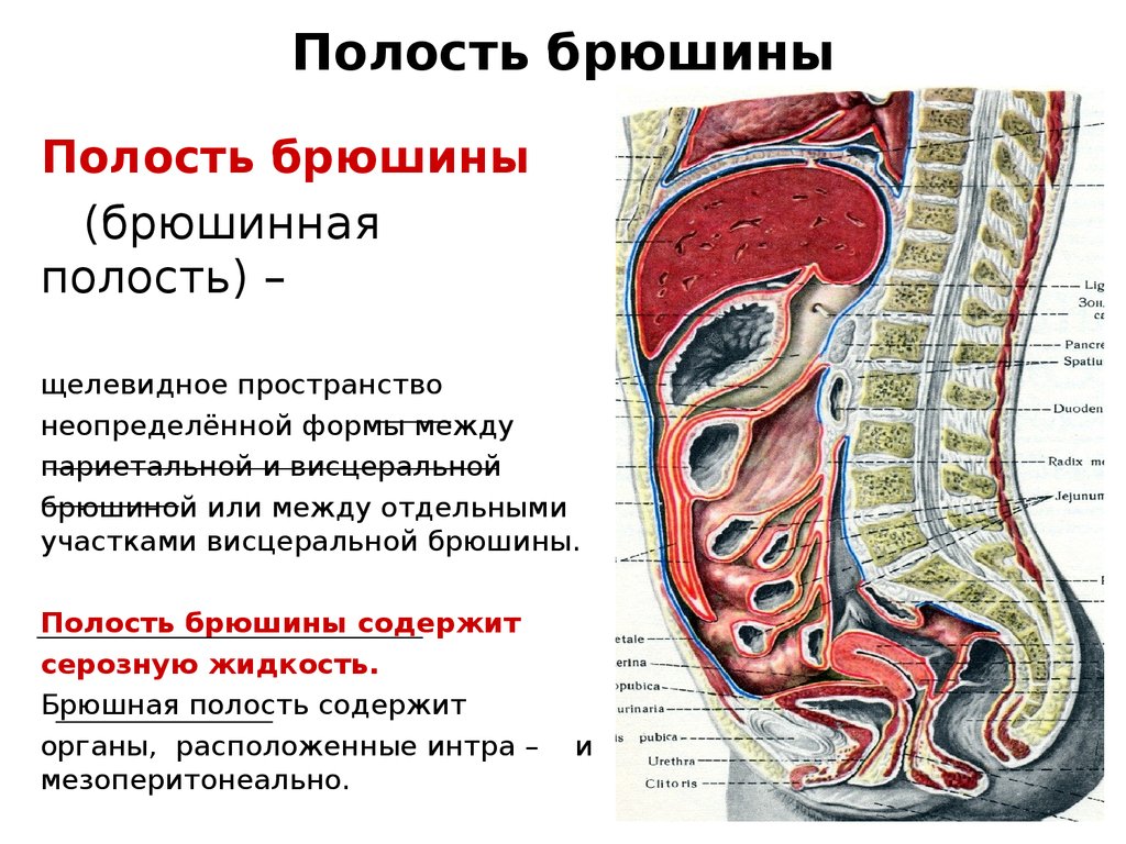 Органы брюшной полости у мужчин расположение в картинках с надписями