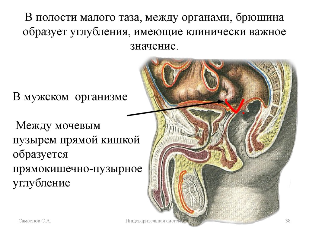 Схема мужских органов малого таза