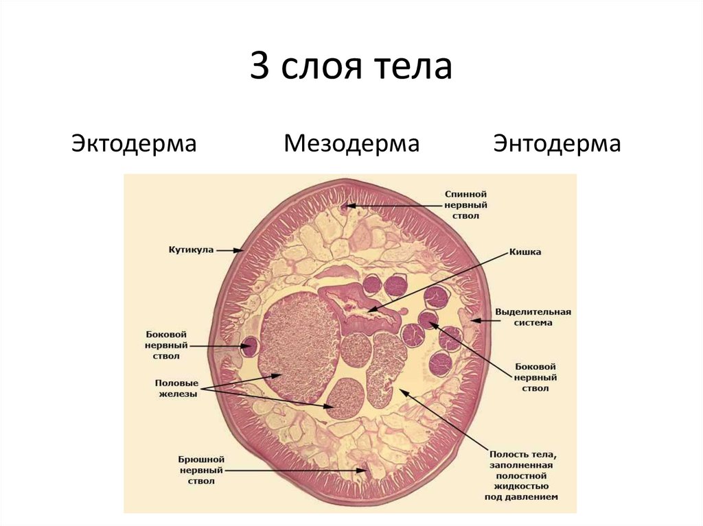 Три слоя тела. Слои тела. Расположение слоев тела. 5 Слоев тела.